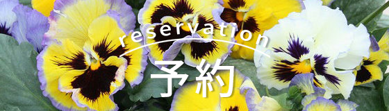 苗 貴族のパンジー ムーラン