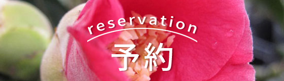 苗　ツバキ