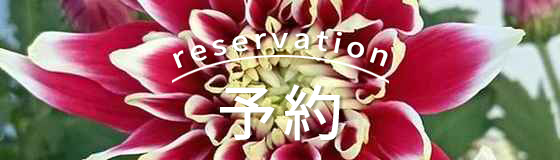 鉢花