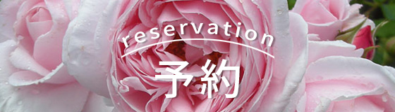 開花予定のバラ苗