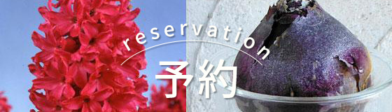 球根・水栽培セット