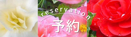 苗・秋花壇の女王フォーチュンベゴニア