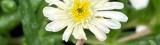 マツバギクの苗