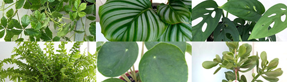 初めての観葉植物バイヤーおすすめアイテム