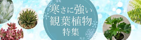 寒さに強い観葉植物