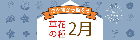 草花の種　2月