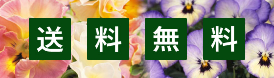 パンジーとビオラ