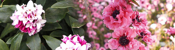 今春の開花予定株