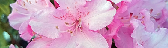 おすすめ花木ピックアップ