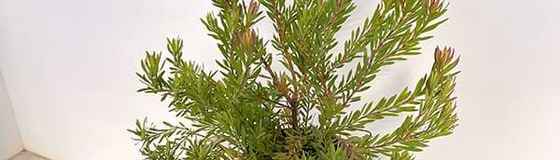 花木と果樹の苗