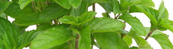 ハーブと香味野菜の苗