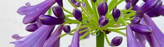 アガパンサスの苗