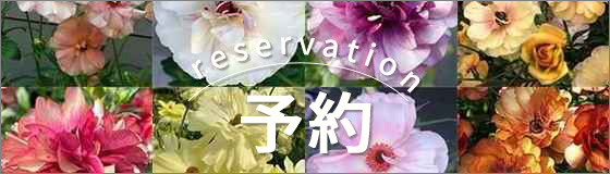 ラナンキュラスの苗