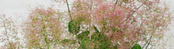 花木と果樹