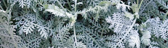 寄せ植え材料を選ぼう！