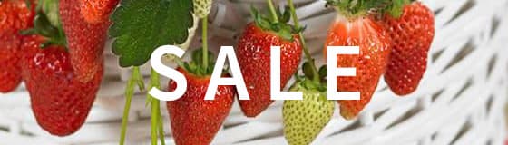 野菜とハーブの苗