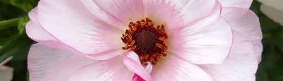 ラナンキュラス　ラックス3ポットで4500円