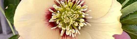 クリスマスローズ 3ポットで4500円