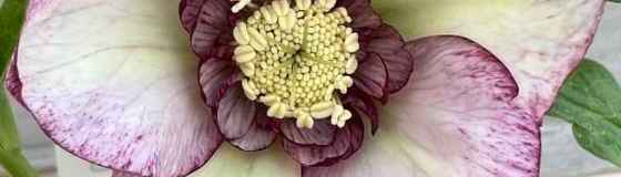 クリスマスローズ 3ポットで6000円