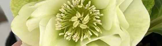 クリスマスローズ 2ポットで10000円