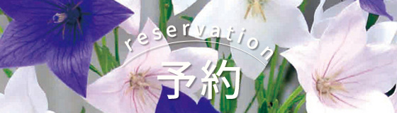 宿根草の裸苗袋詰め