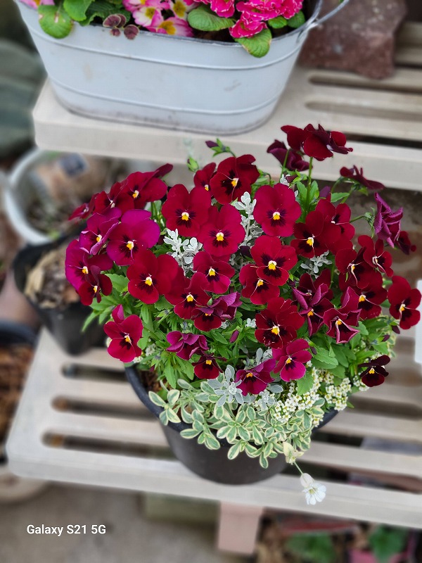 ビオラの寄せ植え