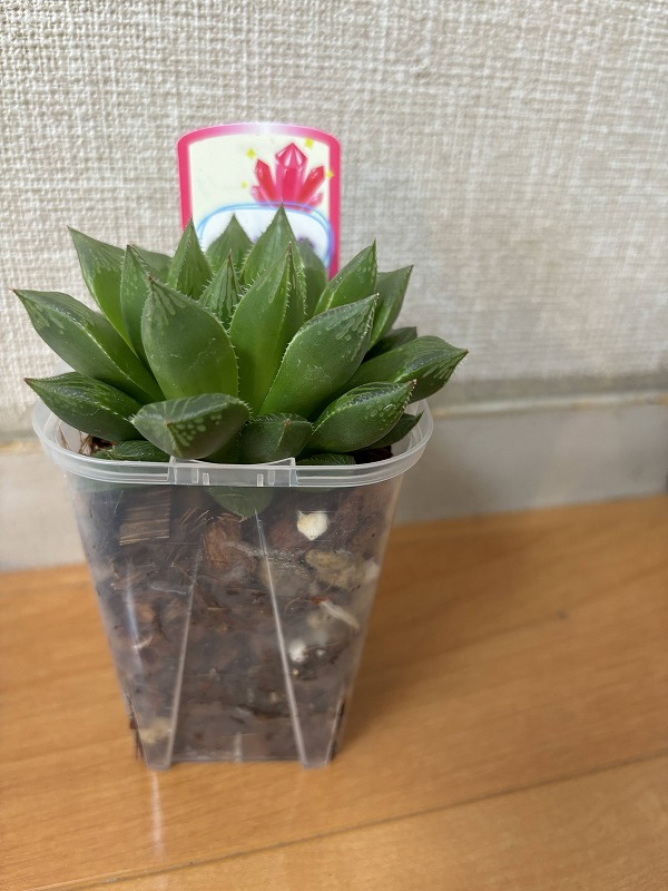 失敗知らずっ  