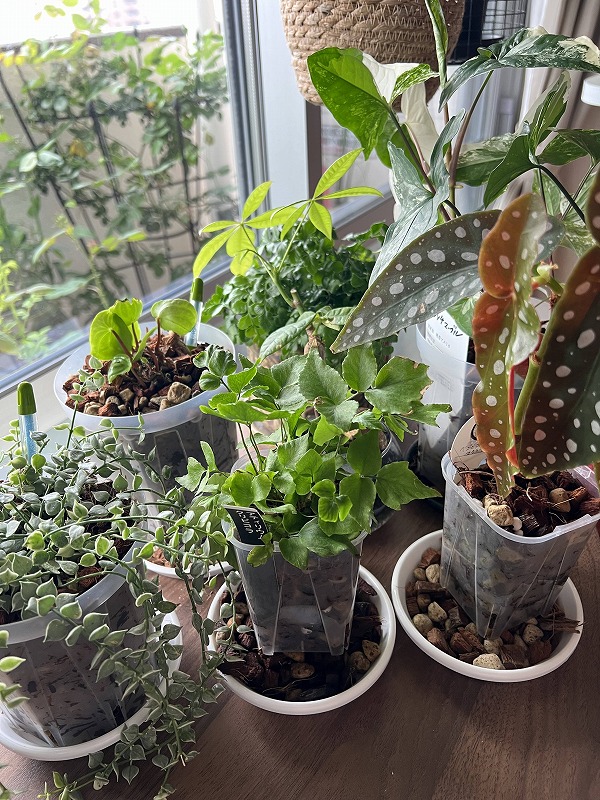 ねこチップで植え替え続々