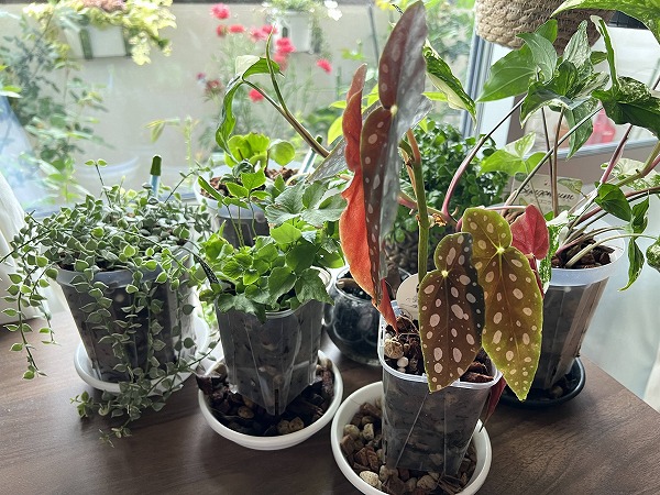 ねこチップで植え替え続々