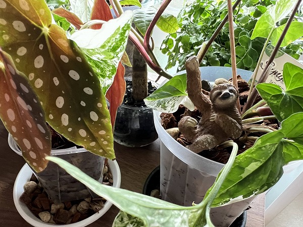 ねこチップで植え替え続々