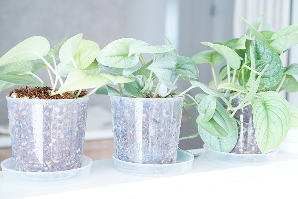 Scindapsus  