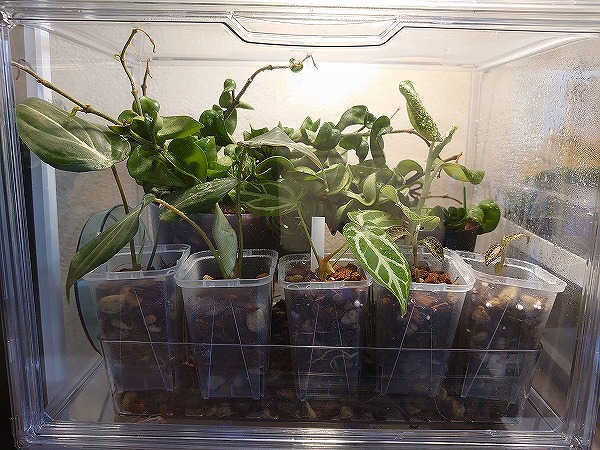 巨大植物にもピッタリ 