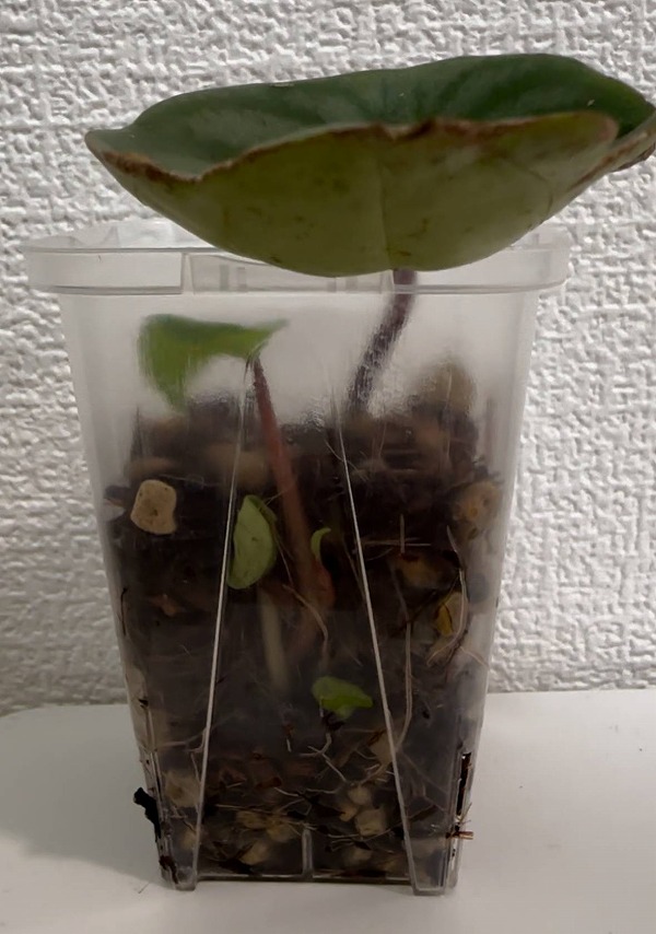 ネガミエル de 芽ガミエル