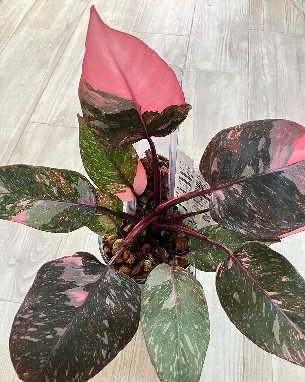 俺を俺と植え替えた