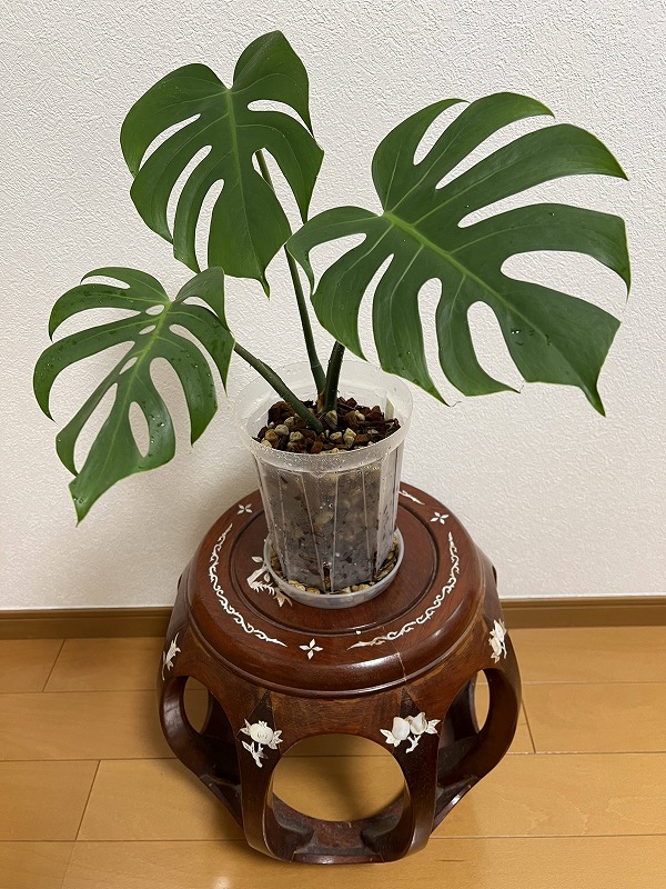 モンステラ～