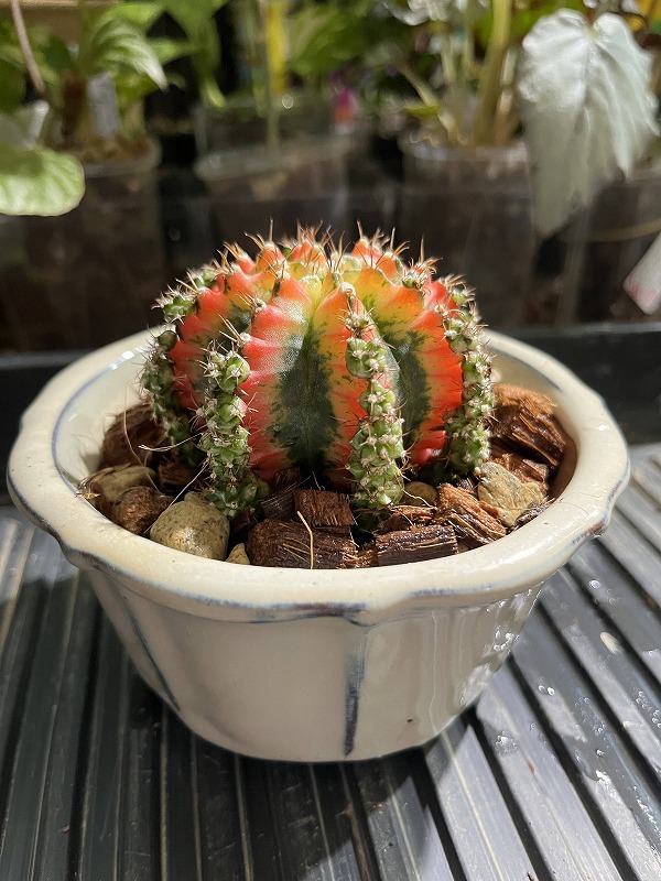 Gymnocalycium X Necochips