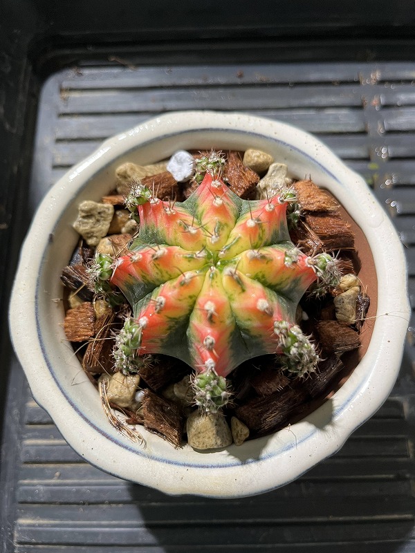 Gymnocalycium X Necochips