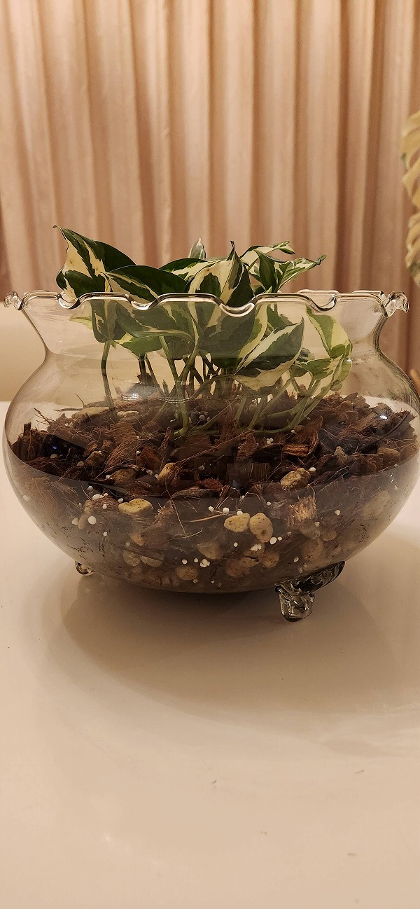 金魚鉢へ