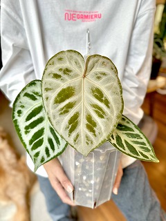 お気に入りのパシャリ