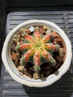 Gymnocalycium X Necochips