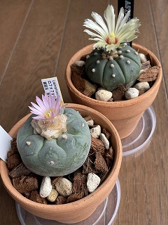 園芸ネット | 植物とガーデン用品の通販サイト【園芸ネット】本店