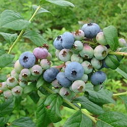 ブルーベリー（ハイブッシュ系）：ブルーレイ5号ポット＊