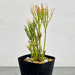 マツバラン：富士の雪（フジノユキ）3.5号鉢植え