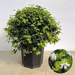 トキワマンサク：白花青葉 　玉仕立て8号ポット