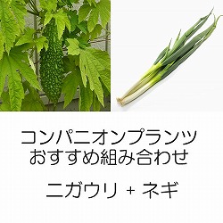 コンパニオンプランツ栽培セット：あばしゴーヤ（苦瓜・ニガウリ）とネギ：九条太ねぎ