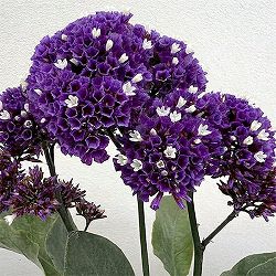 リモニューム：ペレジー3-3.5号ポット 3株セット