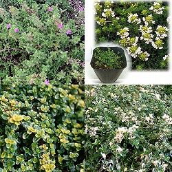 おためし4種12株セット：グランドカバーになるほふく性タイム