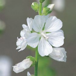 シダルセア：ビアンカタ3.5号ポット 12株セット