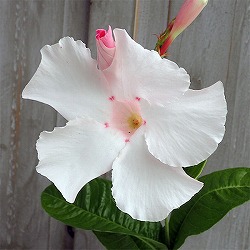 マンデビラ：アリスデライト3号ポット 3株セット