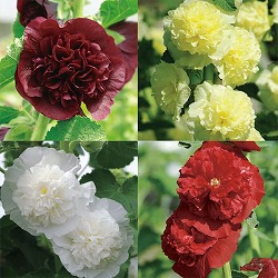 おためし4種12株セット：夏花壇の花 アルセア八重咲き